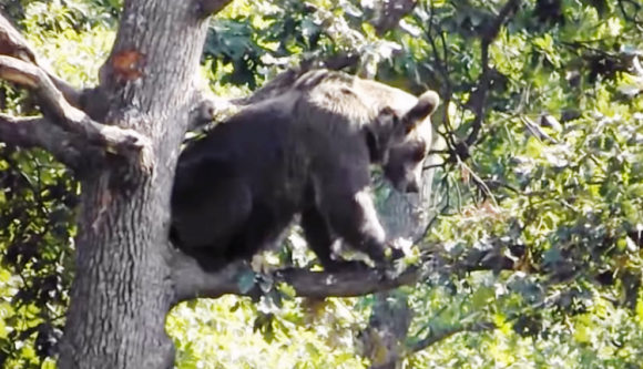 Erre a sorsra jutott a medve, amely felmászott egy fára, és az Istennek sem akart lejönni
