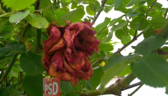 A székelyeknél nem terem babér a PSD-nek