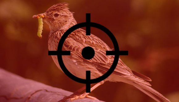 Romániai madarak százezreiből készül az olasz pacsirtanyelv-pástétom