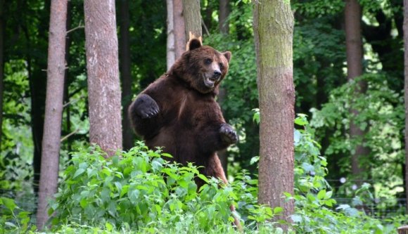 Ennél furcsább medvés hír még nem érkezett a Székelyföldről