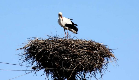 Mi történik, ha belecsap a villám egy gólyafészekbe? (VIDEÓval)