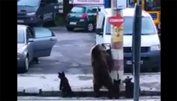 Így sétál a medve három bocsával Tusnádfürdőn, az utcán, fényes nappal (VIDEÓval)