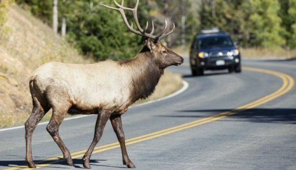 Szarvas gázolt motorost, gondatlanságból elkövetett testi sértés miatt nyomoznak