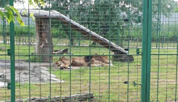 Felháborítja a látogatókat, hogy kilátszanak a bordái a váradi állatkert egyetlen hímoroszlánjának