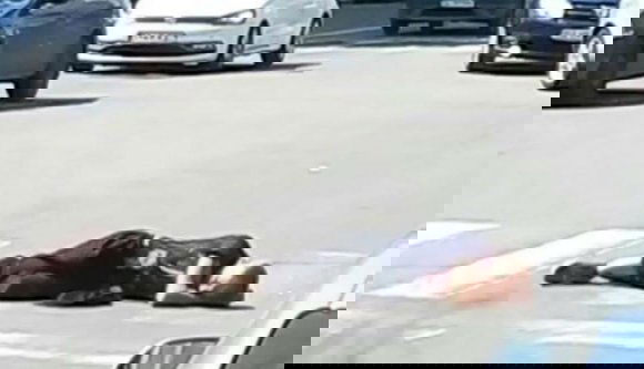 És akkor ez a fiatalember elfáradt, ezért lefeküdt aludni. A zebrán