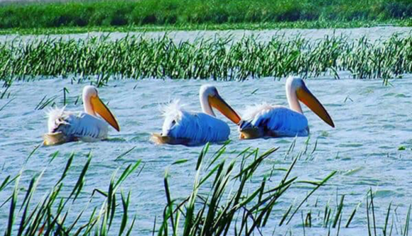 Nyugdíjas SRI-főnök vezeti a Duna-delta rezervátumot
