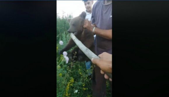 Brutálisan megkínoztak egy ártalmatlan medvebocsot Brassó megyében