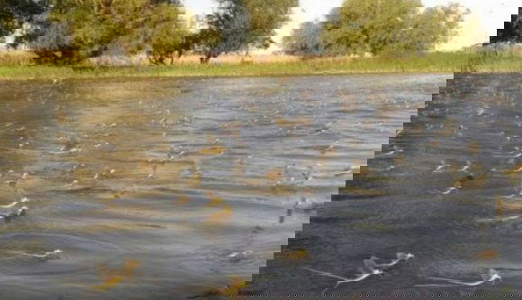 Magyarországon rendőrök vigyázzák, Aradon vederszámra gyűjtik be, mi az?