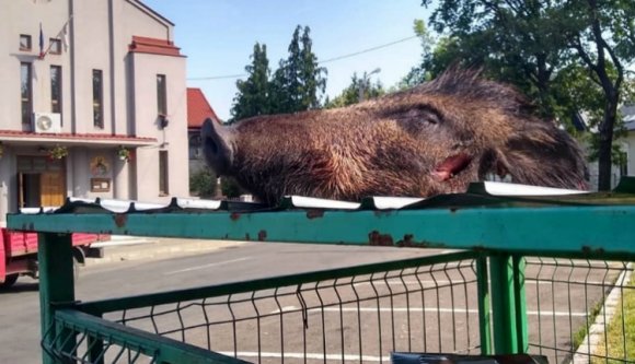 Szép nyugisan levitte a szemetet, amikor egy vaddisznófej köszöntötte a kukából