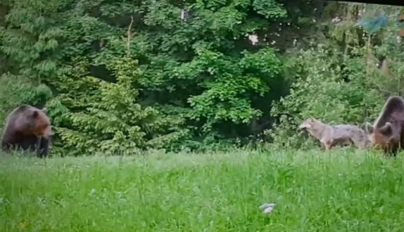 Medvékkel haverkodó farkast ilyen közelről még nem filmeztek a Székelyföldön (VIDEÓ)