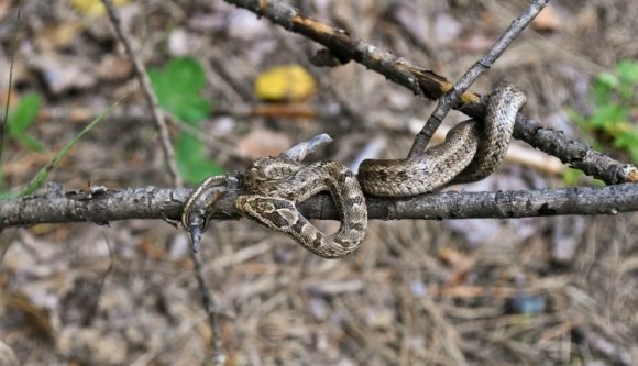 Naná, hogy nincs ellenszer a kórházakban, messziről kerülje el a viperákat!