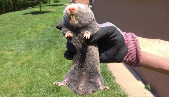 Földikutyát mentettünk a lakóparkban (VIDEÓval)