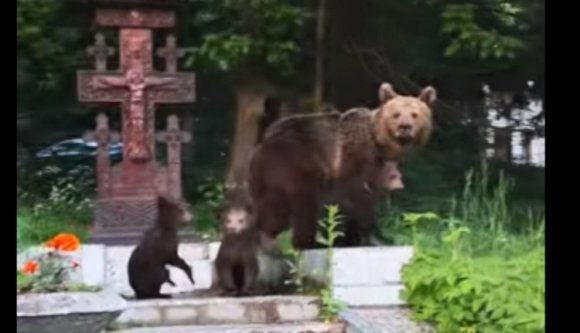 Medve vagyok, nem turista! – gondolta ez a bocsait fényes nappal sétáltató nagyvad Tusnádfürdőn (VIDEÓval)