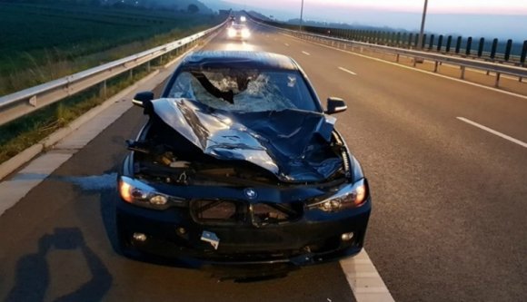 Termetes szarvast csapott el egy sofőr az A10-es autópályán