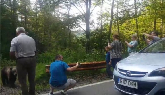 Tenyérből etetik a medvéket a felelőtlen turisták a Transzfogarason (VIDEÓval)