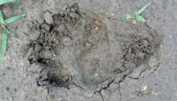 Szilágy megyébe tévedt több olyan nagy testű ragadozó, amilyet arrafelé nemigen láttak