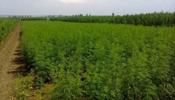 Olyan lazák, hogy hektárszámra termesztik a kannabiszt a határ közelében?