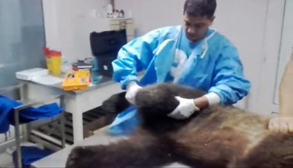 Hullnak a medvék az országutak mentén (VIDEÓval)