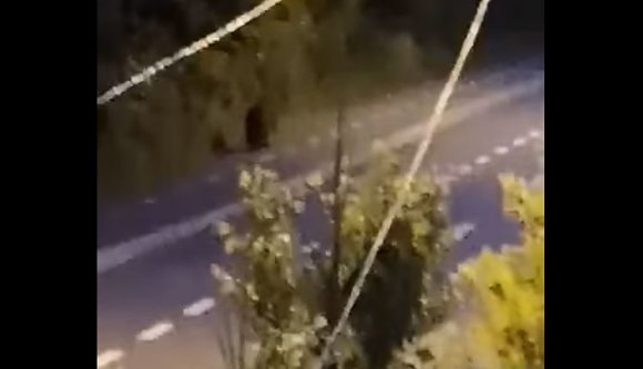 Városi parkban bóklászott egy medve (VIDEÓval)