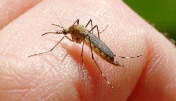Veszélyes szúnyogok miatt kongatja a vészharangot az egészségügyi minisztérium