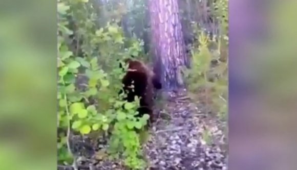 Így jár, aki közelről filmezgeti telefonjával a medvét (VIDEÓval)