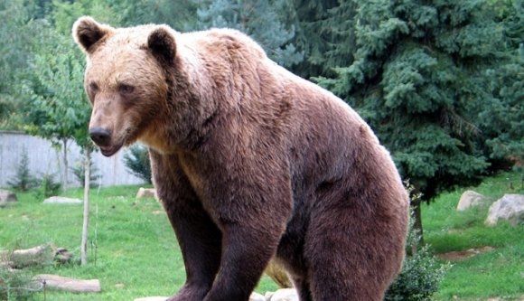 Gyerekeket és csendőröket is megtámadtak az ámokfutó medvék