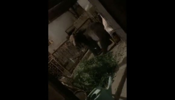 Már Gyulafehérváron is medvék garázdálkodnak (VIDEÓval)