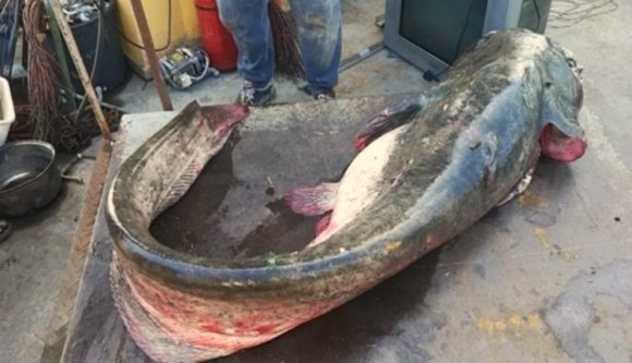 Elképesztő méretű harcsát fogott ki a Szamosból egy elszánt horgász (VIDEÓval)