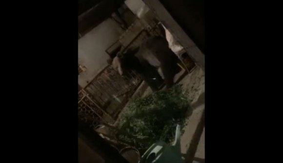 Megszabadultak a medveterrortól a gyulafehérváriak