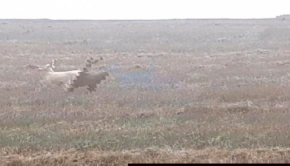 Ritka, mint a fehér holló: albínó őzet láttak a Mezőségen