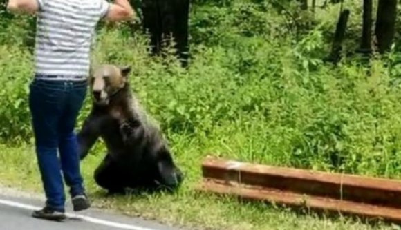 Nagy lazán meg akarta etetni a medvét, de szinte ő lett a nagyvad ebédje