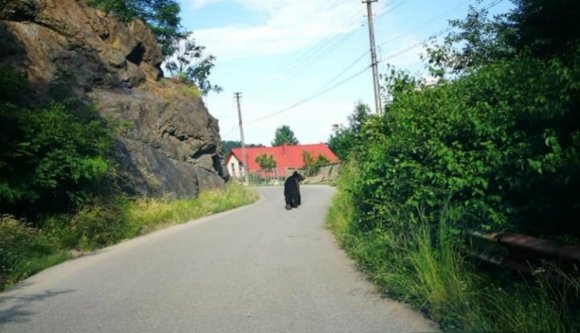 Medve okozott pánikot Csíkpálfalván