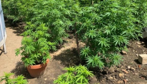 Úgy terem a kannabisz Kolozsvár környékén, mint máshol a csalán