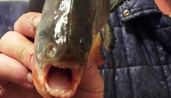 Fogózzon meg: piranhákat láttak egy romániai tóban!!!