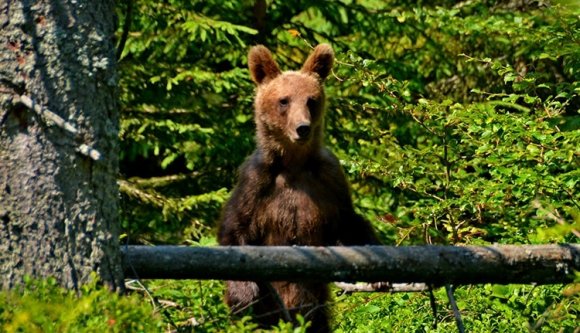 Tippelhet, hogy hányszor ugrasztották a csendőröket a medvék miatt