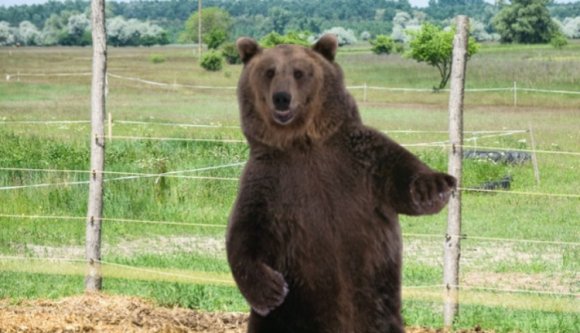 Anyamedve kelti a feszültséget egy csíkszeredai lakópark közelében