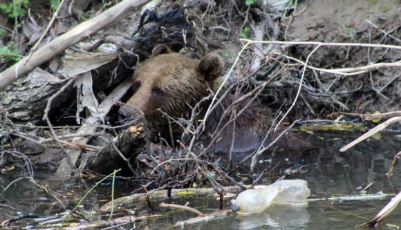 Medveabszurd Háromszéken: mindenről Bukarest dönt, ezért kínok között pusztult el egy állat