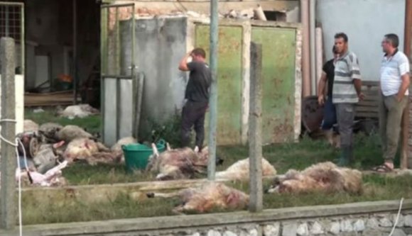 Juhok tucatjait csapta agyon a villám egy erdélyi faluban