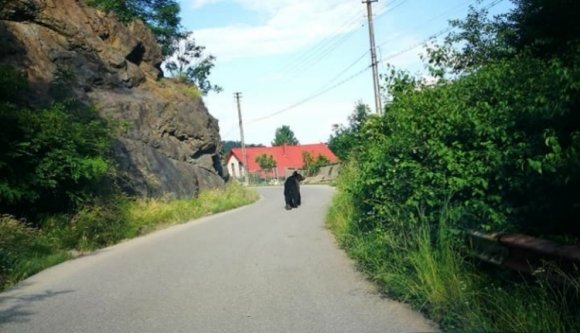 Megint villámlátogatást tett egy medve egy székelyföldi faluban