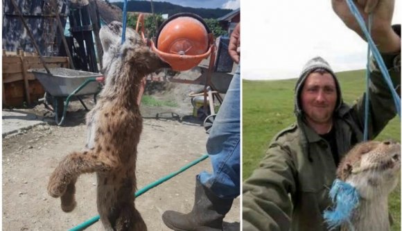 Merő szórakozásból megkínoztak és megöltek egy hiúzkölyköt Brassó megyében