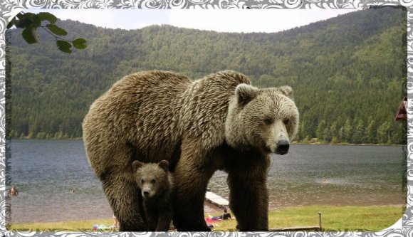 Nem riogatja többé a Szent Anna-tó látogatóit a hárombocsos anyamedve