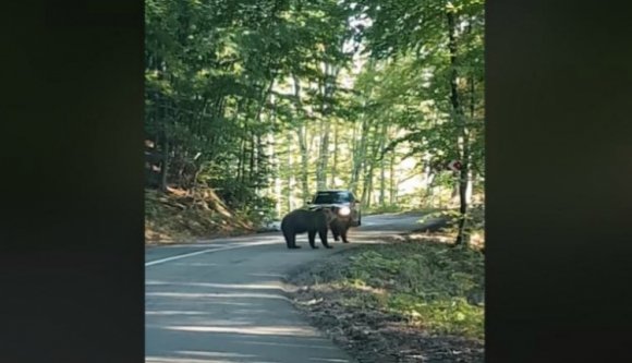 Egy sofőr megpróbálta elütni az úton sétáló anyamedvét (VIDEÓval)