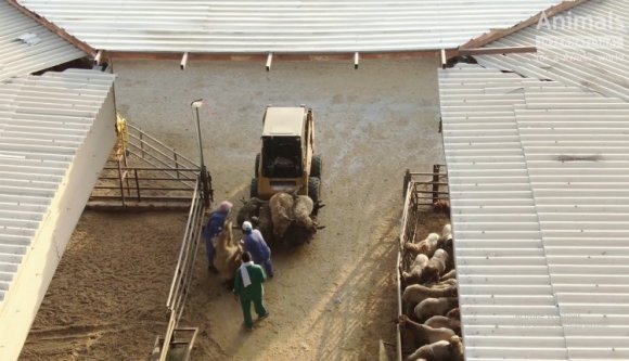 Állatvédők kérnek kivizsgálást Románia ellen 66 ezer juh szenvedéseiért (VIDEÓval)