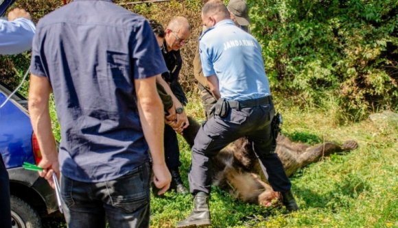 Eljáratja a medvetáncot a környezetvédelmi tárcával egy székelyföldi vadásztársulás