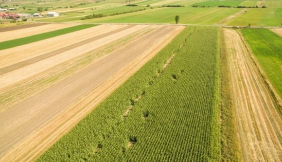 Székelyföldi hétköznapok: hetek óta vígan éldegél egy medvecsalád a kukoricásban