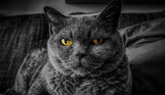 Ne essen pánikba, de újra felütötte a fejét Kolozsváron az állatról emberre terjedő Q-láz