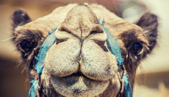 Egy menő bukaresti háztartást manapság el sem lehet képzelni saját teve nélkül