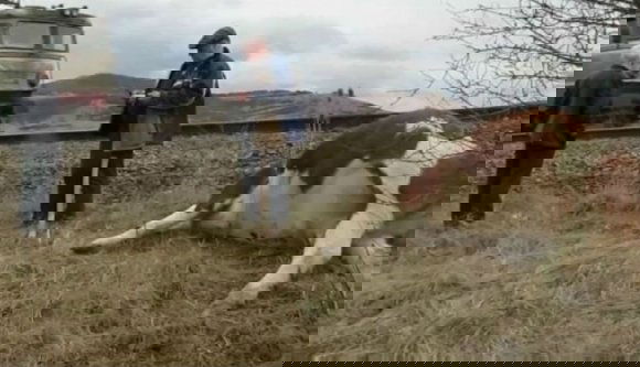 Hamburgerkedvelők, zokogjatok: tehéncsordát gázolt egy vonat Erdélyben