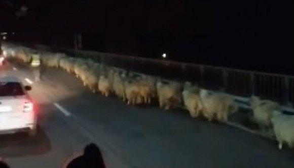 Valami rendkívüli? Á, dehogy, csak megint juhok torlaszoltak el egy román autópályát (VIDEÓval)
