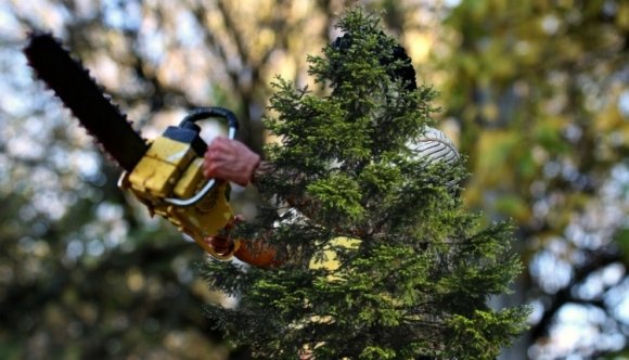 Koporsókat és kereszteket helyeztek ki a parlament elé meggyilkolt kollégáik emlékére az erdészek